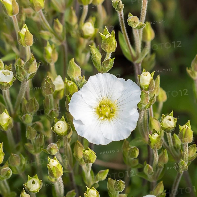 Mountain sandwort (Arenaria montana), Merkel family, Germany