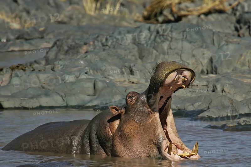 Hippopotamus (Hippopotamus amphibius) threat yawning, Serengeti National Park, Tanzania