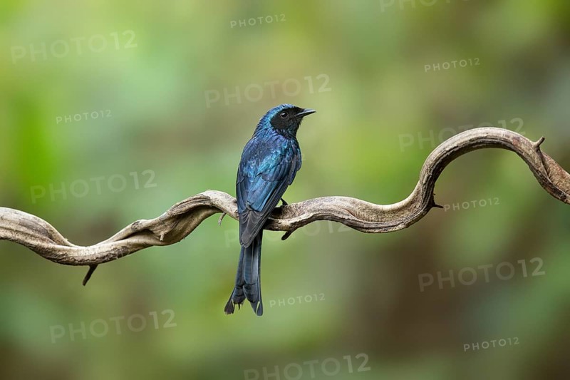 Bronzed Drongo (Dicrurus aeneus) perched on a branch, Yunnan, China