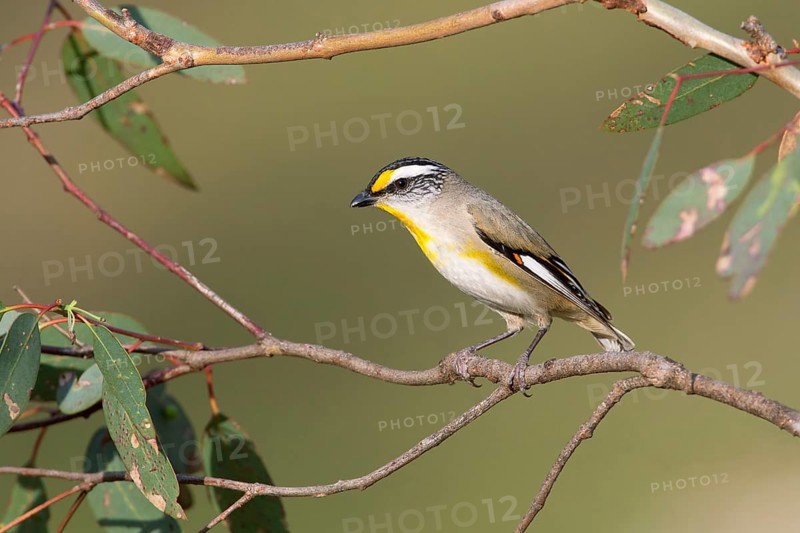 Striated Pardalote (Pardalotus striatus substriatus), Victoria, Australia