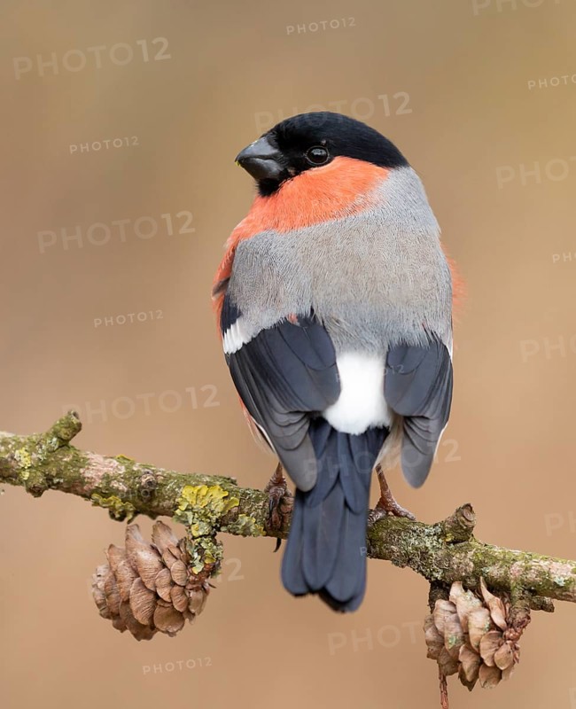 Eurasian Bullfinch (Pyrrhula pyrrhula) male perched on a branch, Lower Saxony, Germany