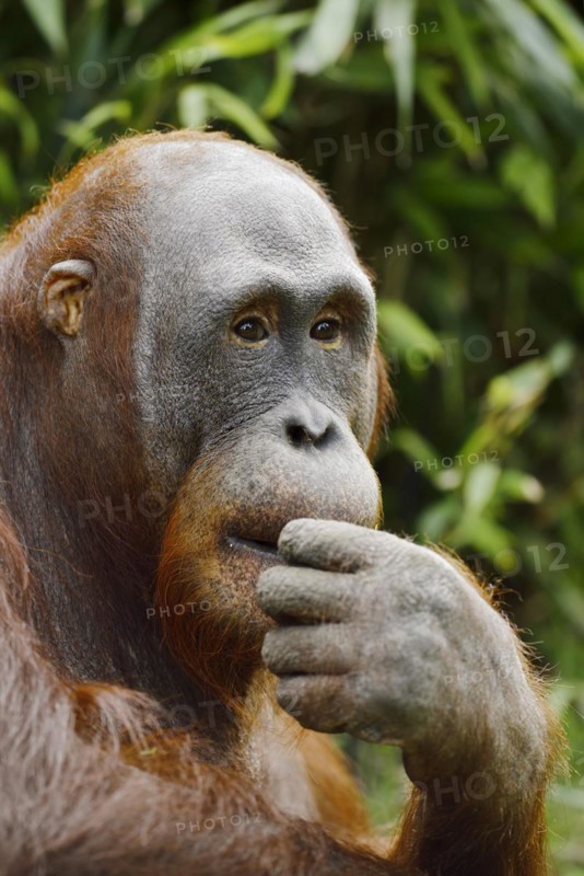 Bornean orangutan (Pongo pygmaeus), captive, occurring on Borneo