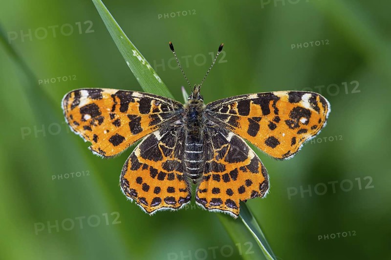 Land carat, (Araschnia levana), animals, insects, butterfly, butterfly, Lake Neusiedl, Andau, Burgenland, Austria