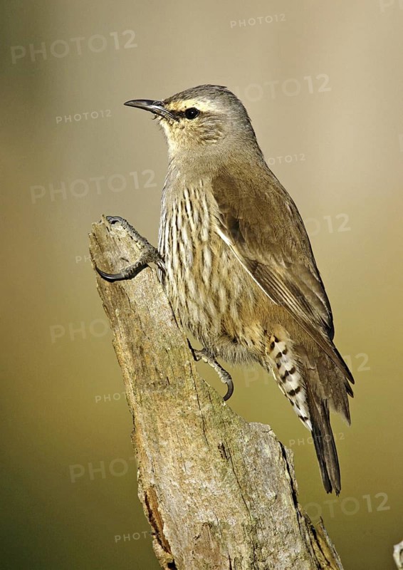 Brown Treecreeper (Climacteris picumnus)