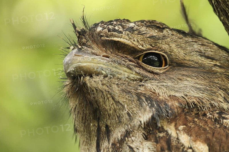 Tawny Frogmouth (Podargus strigoides) juvenile, Queensland, Australia