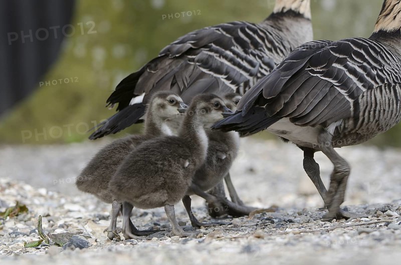 Nene (Branta sandvicensis) captive, juvenile, Schleswig-Holstein, Germany