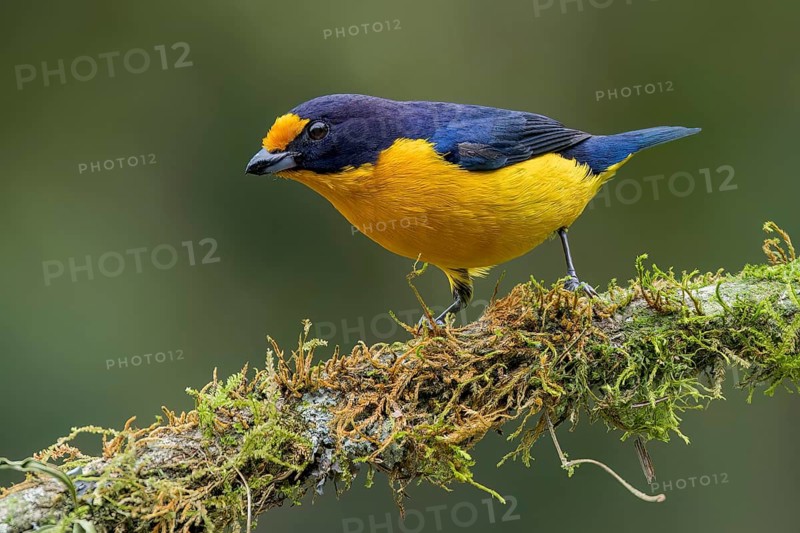 Violaceous Euphonia (Euphonia violacea) perched on a branch in the Atlantic Rainforest of Brazil