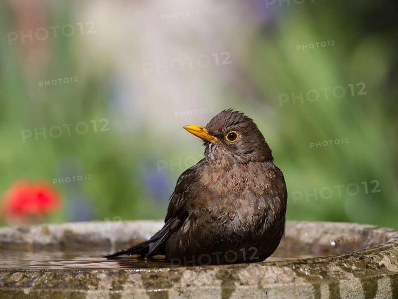 Common Blackbird (Turdus merula) female bathing, Wales, United Kingdom