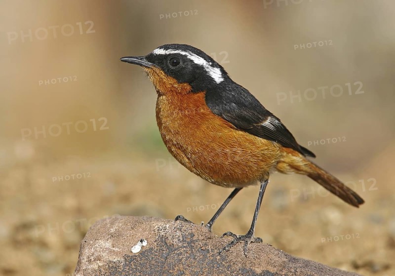 Moussier's Redstart (Phoenicurus moussieri) male, Morocco
