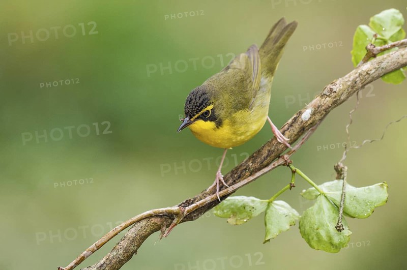 Kentucky Warbler (Geothlypis formosa) male perched on a branch, Texas, USA