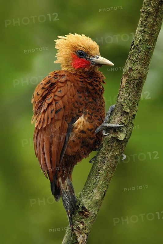 Beautiful brown bird form tropic mountain forest. Chestnut-coloured Woodpecker, Celeus castaneus, brawn bird with red face from Costa Rica. Woodpecker with yellow crest and red face, sitting on tree