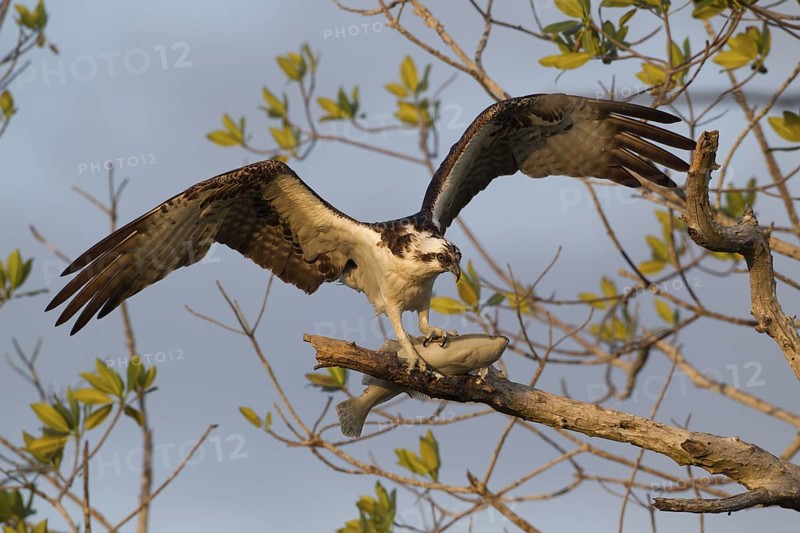 Western Osprey (Pandion haliaetus) feeding on fish prey on a branch, Florida, USA