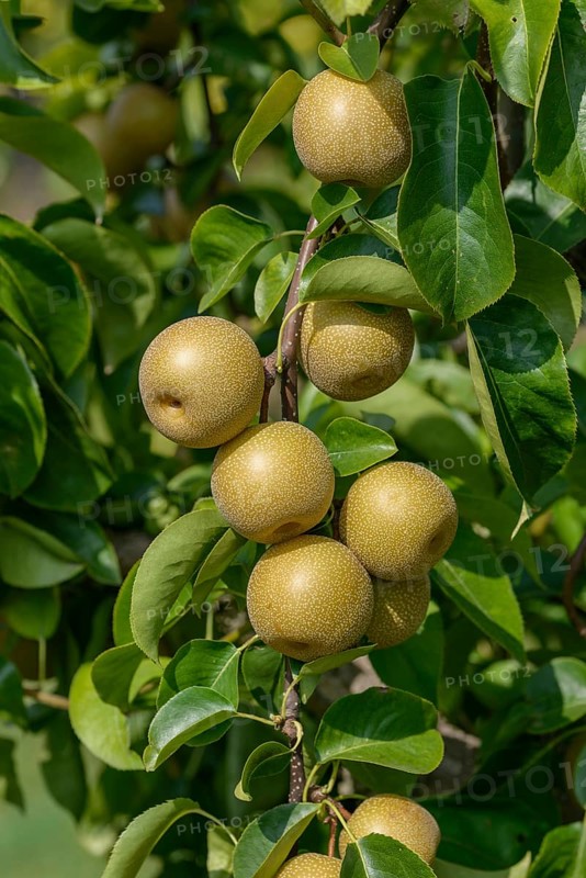 Nashi pear (Pyrus pyrifolia 'Hosui'), Bundessortenamt Prüfstelle Wurzen, Federal Republic of Germany