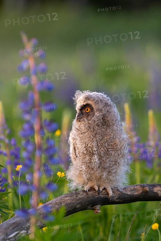 One young long-eared owl (Asio otus), sitting on a branch that is lying in a field of flowering lupines in late light