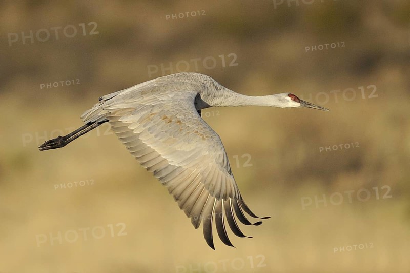 Sandhill Crane (Antigone canadensis) flying, New Mexico, USA