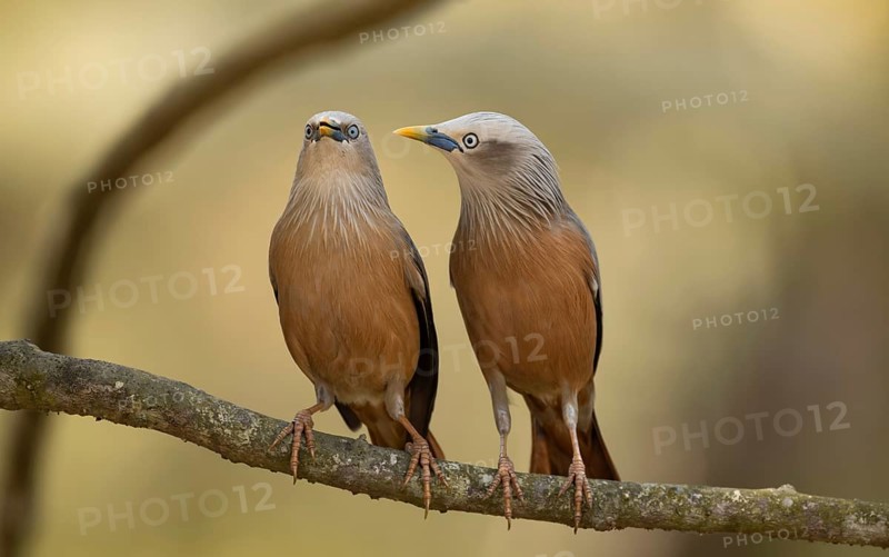 A pair of Chestnut-tailed Starlings (Sturnia malabarica) perched together on a branch, Sreepur, Gazipur, Bangladesh