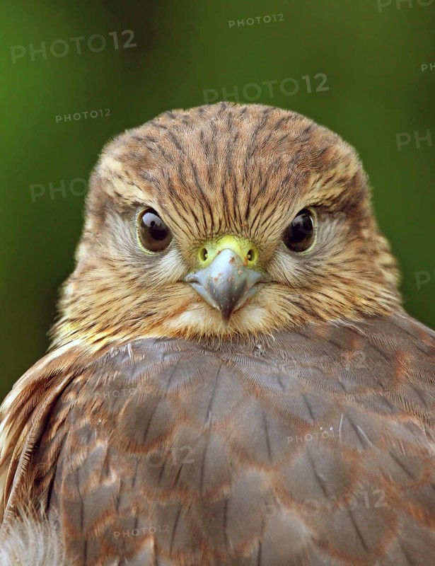 A juvenile Merlin, Falco columbarius, in Saskatoon, Saskatchewan, Canada