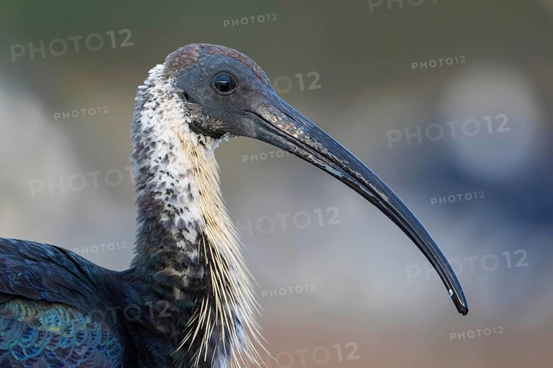 Straw-necked Ibis (Threskiornis spinicollis), Victoria, Australia