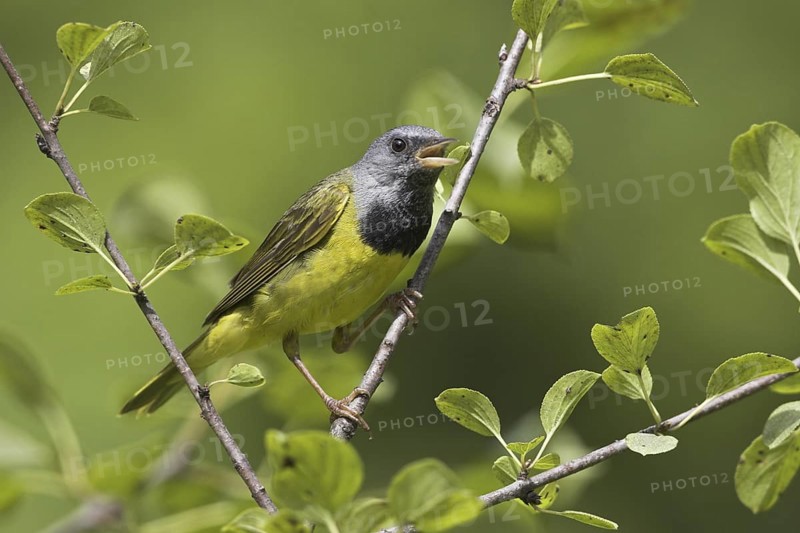 Mourning Warbler (Geothlypis philadelphia) male singing, Ontario, Canada