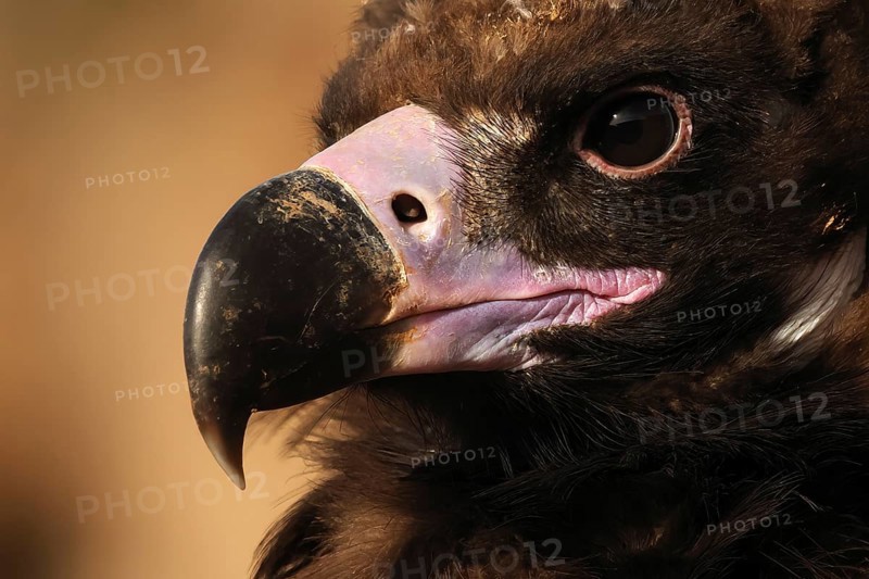 Detailed close-up of a Cinereous vulture's face, highlighting its sharp beak and intense eyes against a blurred background, showcasing the bird's majestic features