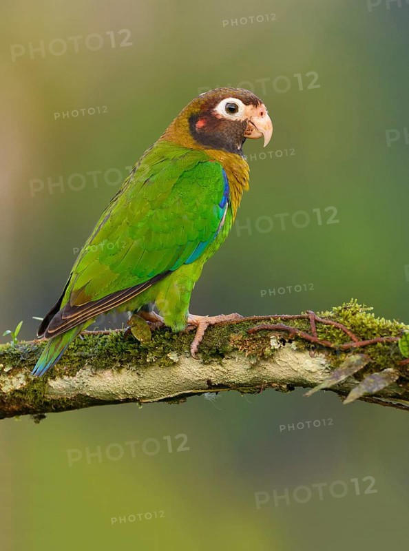 Brown-hooded-Parrot (Pyrilia haematotis) - at Laguna Lagarto Lodge near Boca Tapada, Costa Rica