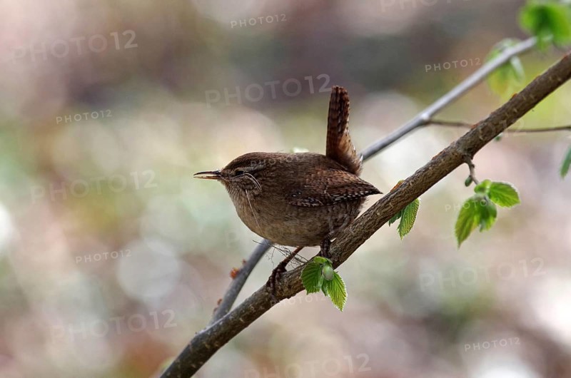 Wren (Troglodytes troglodytes), twig, spring, nest building, breeding, The wren has nesting material in its beak