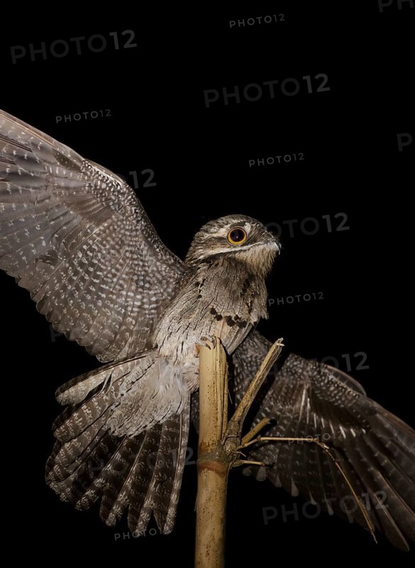 Common Potoo (Nyctibius griseus), Trinidad and Tobago