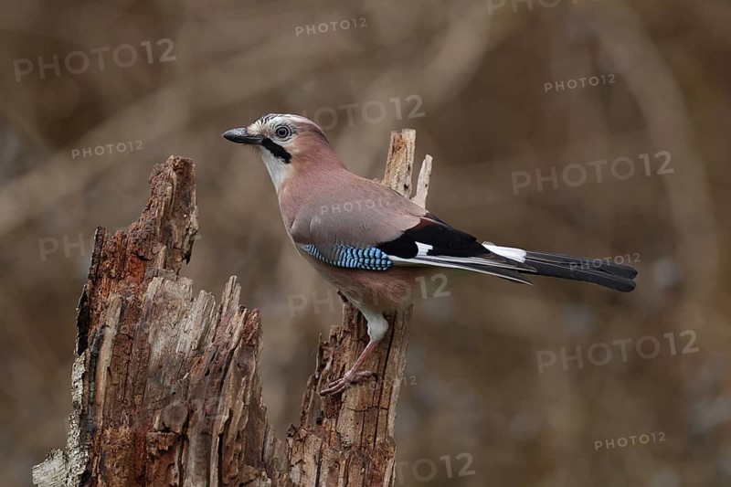 Eurasian Jay (Garrulus glandarius), Bavaria, Germany