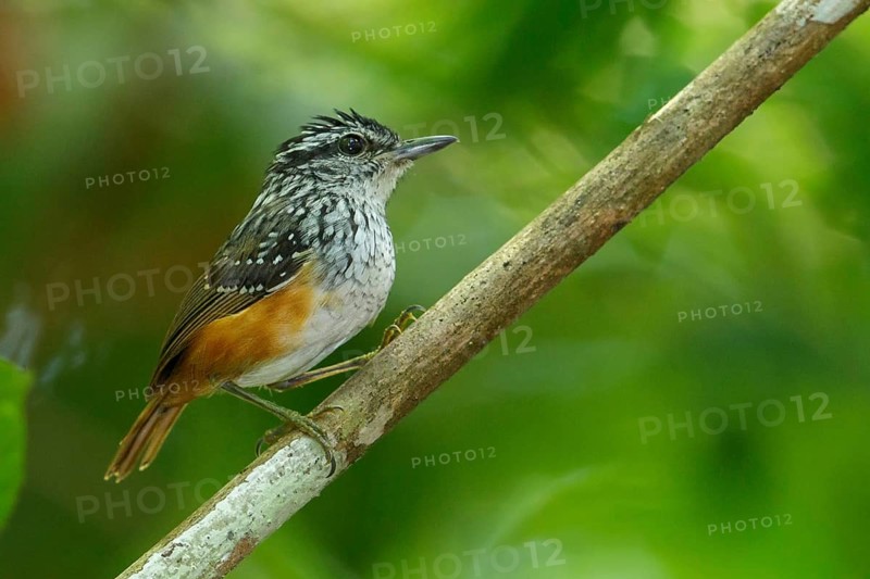 Guianan Warbling-Antbird (Hypocnemis cantator) perched on a branch in the rainforest of Guyana