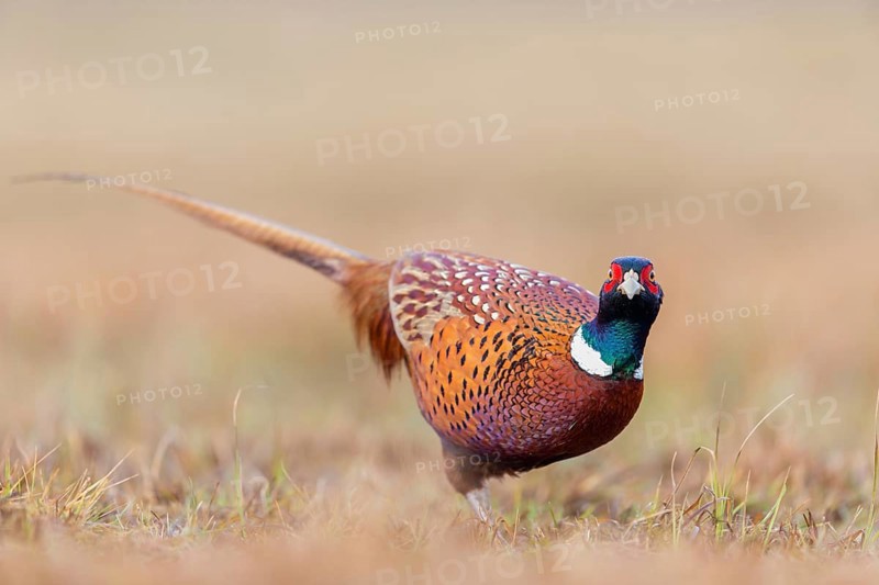Fasan, Common Pheasant, Pheasant, Ring-necked Pheasant, Phasianus colchicus, Faisan de Colchide, Faisan de chasse, Faisán Vulgar