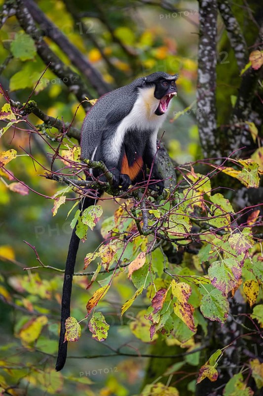 One adult Diana monkey (Cercopithecus diana) sits on a branch of a tree looking around