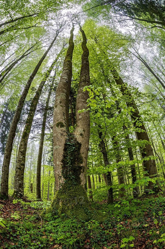 Fisheye perspective, trees, forest, light green leaves, beech forest, spring, Alpine foothills, Bavaria, Germany