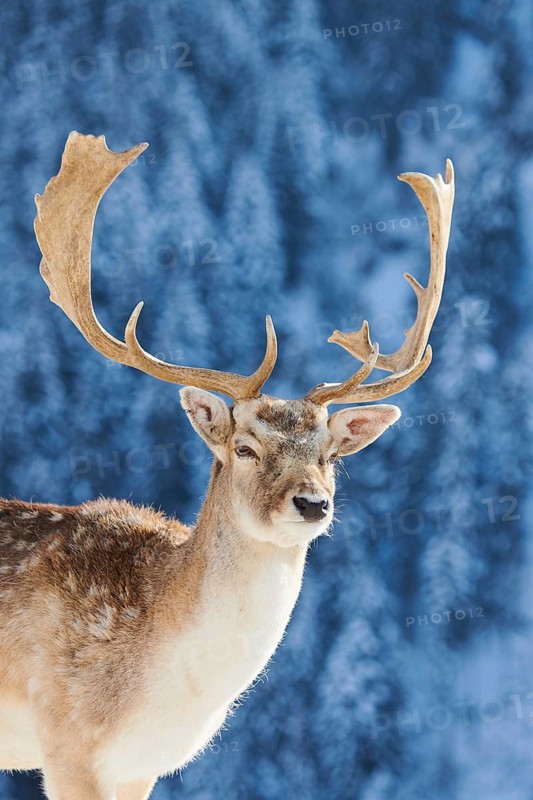 European fallow deer (Dama dama) buck portrait in the mountains in tirol, snow, Kitzbühel, Wildpark Aurach, Austria