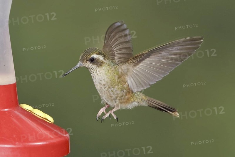 Speckled Hummingbird (Adelomyia melanogenys), Ecuador
