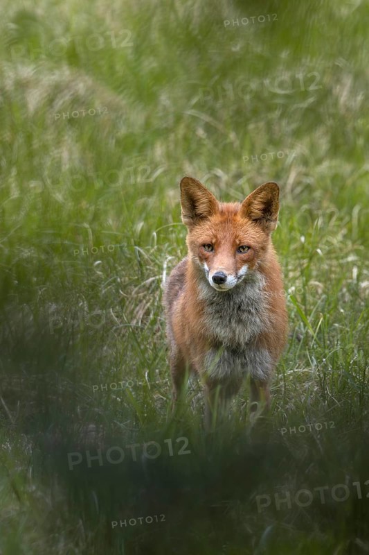 The last photo of the red fox (Vulpes vulpes), a short time later it gets the scent of me and disappears into the forest, hunting, luring, June, Denmark