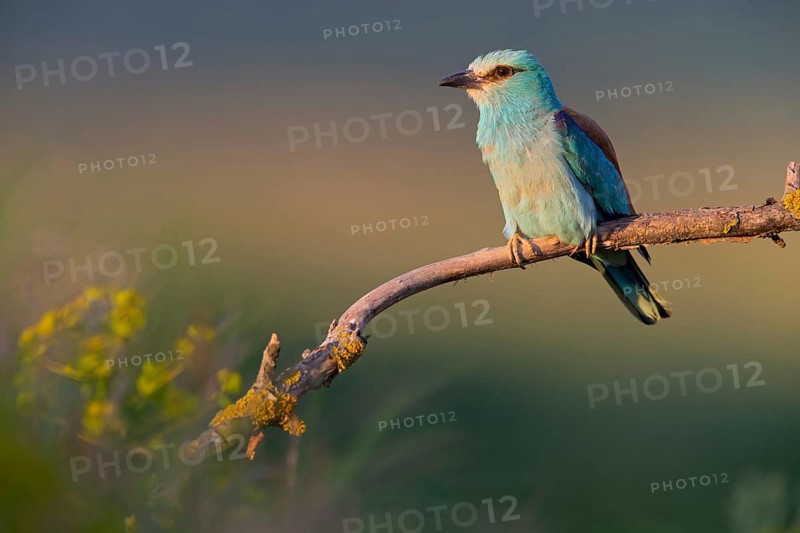 Roller, Almond Crow, (Coracias garrulus), animals, birds, raptors, raptor family, perch, biotope, habitat, Muselievo, Muselievo, Pleven, Bulgaria