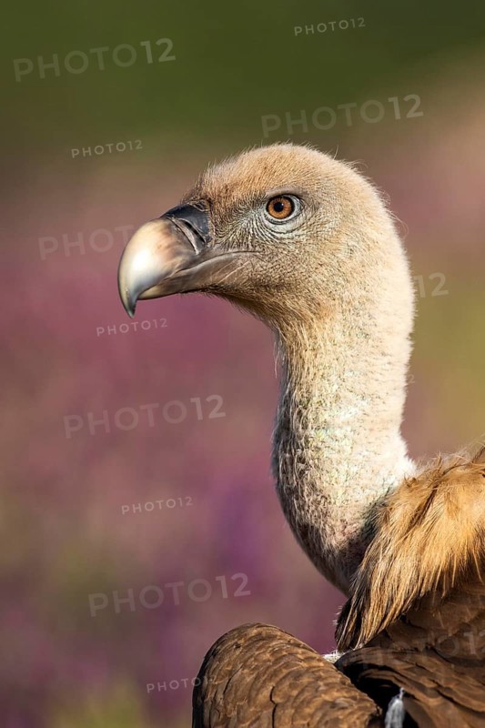 Griffon Vulture (Gyps fulvus), Madrid, Spain