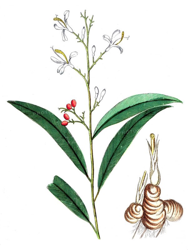 Maranta galanga, Alpinia galanga, Thai ginger, digital reproduction of a historical original, between 1790 and 1810