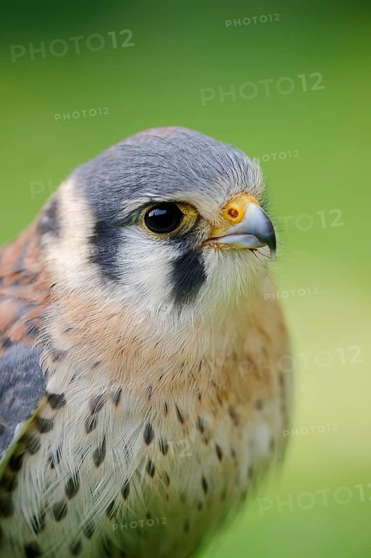 Coloured Common Kestrel or American kestrel (Falco sparverius), male, portrait, captive, occurring in North and South America