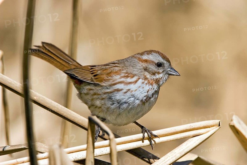 Song Sparrow Melospiza melodia fallax Tucson, Arizona, United States 23 March Adult EMBERIZIDAE