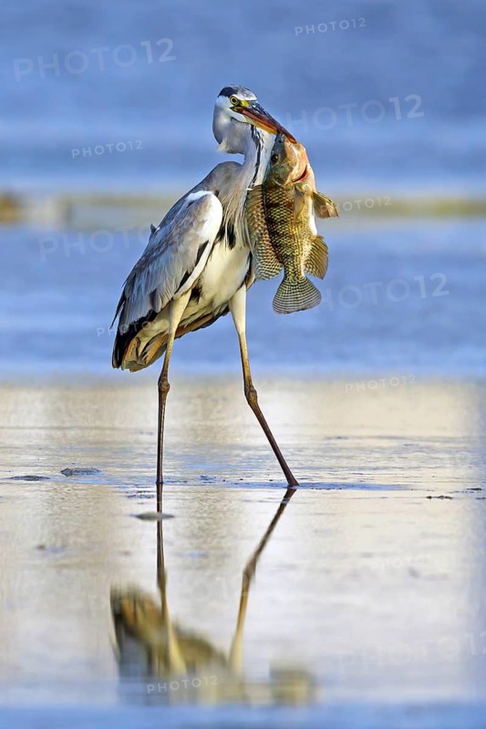 Grey grey heron (Ardea cinerea), foraging, prey, fish, boat trip, Tiszaalpár, Kiskunsági National Park, Bács-Kiskun, Hungary