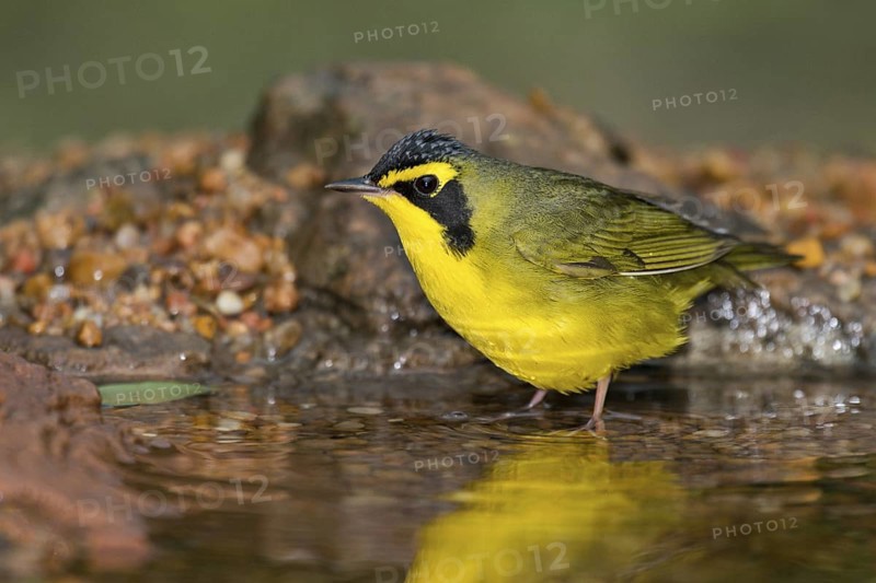 Kentucky Warbler (Geothlypis formosa) male perched at a waterhole, Texas, USA