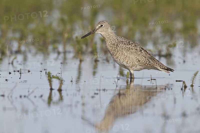 Willet (Tringa semipalmata), Alberta, Canada