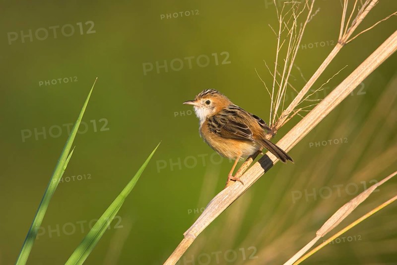 Golden-headed Cisticola (Cisticola exilis) male, Queensland, Australia