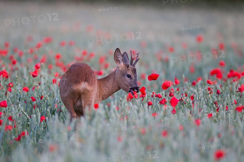Roe deer (Capreolus capreolus) adult male roebuck animal feeding on a red poppy in a farmland cereal field in summer, Suffolk, England, United Kingdom