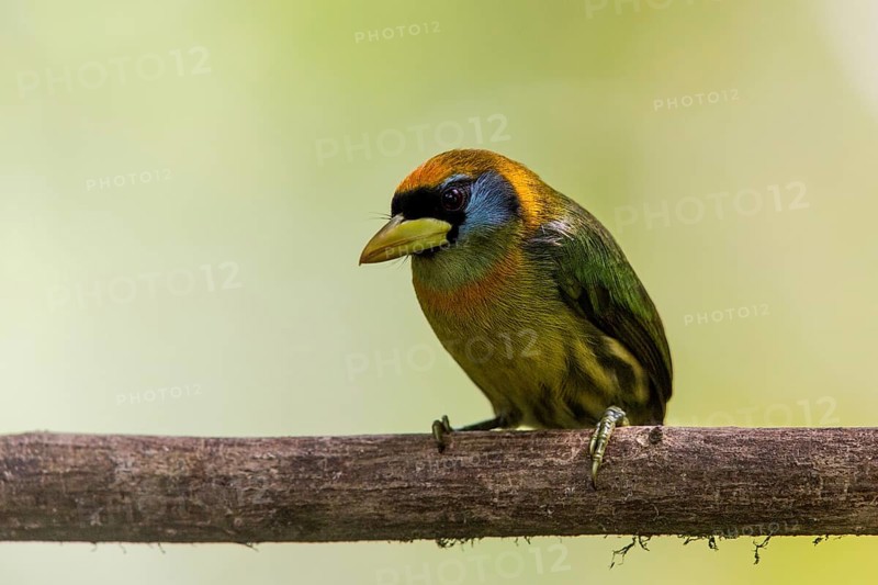 Red-headed Barbet (Eubucco bourcierii) female perched on a branch, Tandayapa, Ecuador