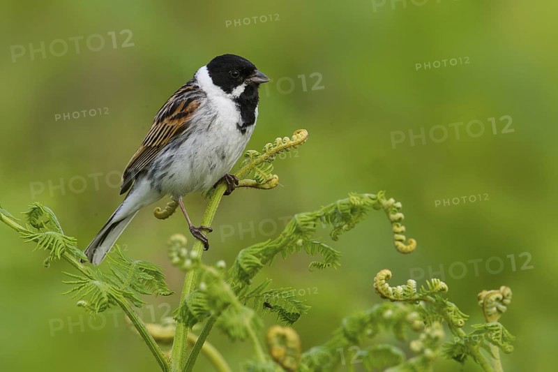 Common Reed Bunting (Emberiza schoeniclus) male, Greater London, United Kingdom