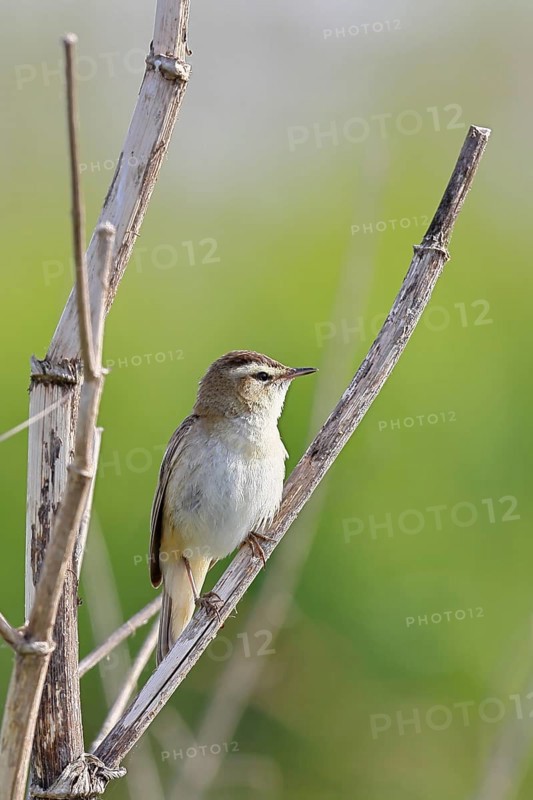 Reed warbler (Acrocephalus schoenobaenus) singing in a shrub, natural habitat, wildlife, Lembruch, Ochsen Moor, Dümmer nature park Park, Lower Saxony, Germany