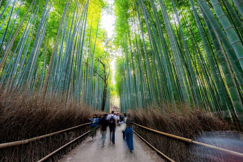 Visitors on their way through bamboo forest, motion blur, long exposure, towering bamboo stems in Arashiyama bamboo forest, Kyoto, Japan