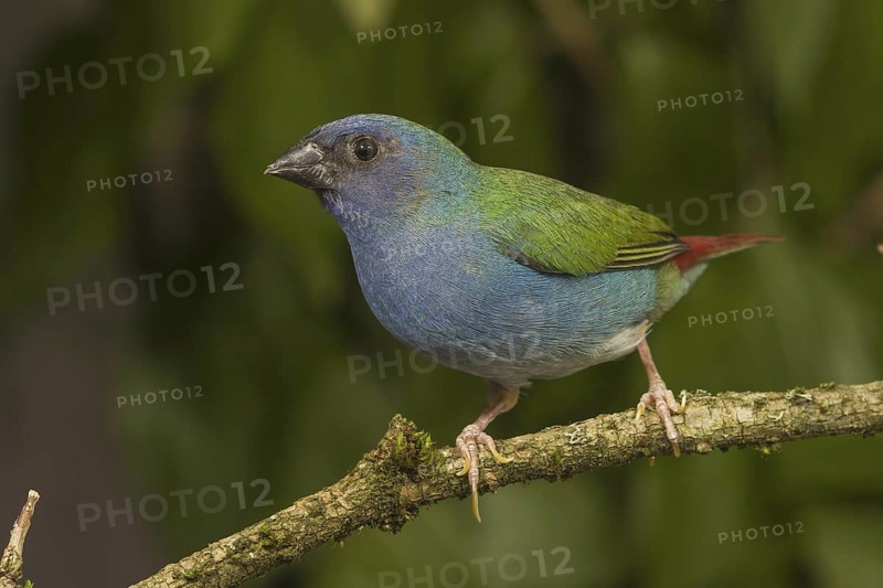 Tricolored Parrotfinch (Erythrura tricolor)